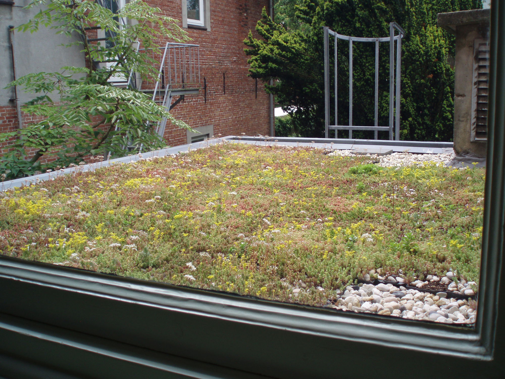 Toiture végétalisée extensive SEDUM ROOFS hedera screens pour