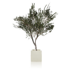 plante ornementale stabilisée