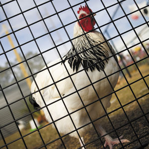 maille métallique pour clôture / en acier galvanisé