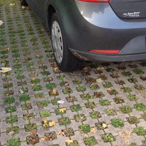 dalle gazon en béton