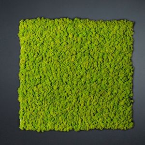 mur végétal stabilisé