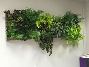 mur végétal en végétaux vivants