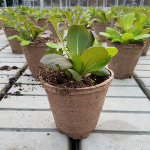 pot de jardin en fibre de bois