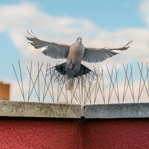 dispositif anti-oiseaux en polycarbonate 1