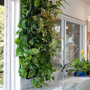mur végétal en végétaux vivants