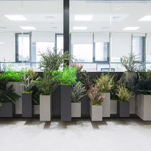 plante ornementale stabilisée