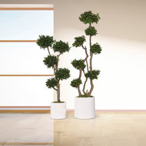 plante ornementale stabilisée 1