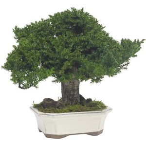plante ornementale stabilisée