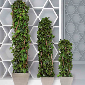 plante ornementale stabilisée