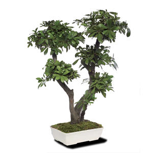 plante ornementale stabilisée