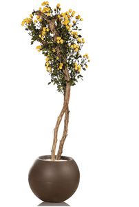 plante ornementale stabilisée