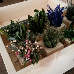 plante ornementale de petite taille