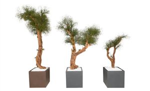 plante ornementale stabilisée