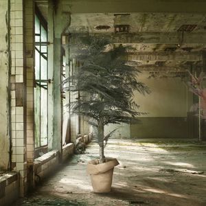 plante ornementale stabilisée