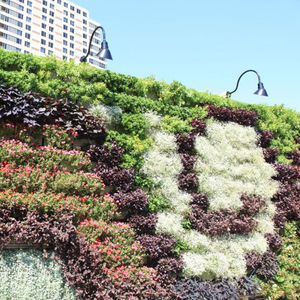mur végétal en végétaux vivants