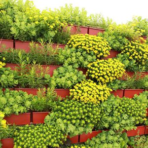 jardin vertical en végétaux vivants / naturel / d'extérieur