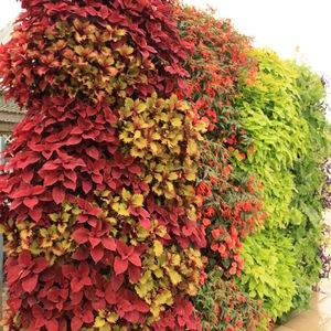 jardin vertical en végétaux vivants / naturel / d'extérieur