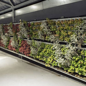 mur végétal stabilisé 1