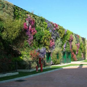 mur végétal en végétaux vivants