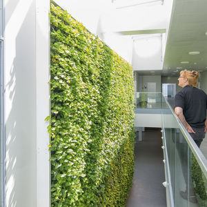 mur végétal stabilisé