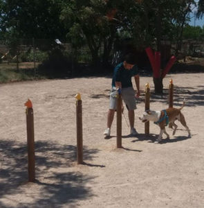 parcour d'obstacles agility 1