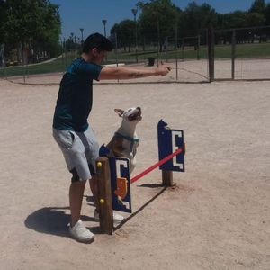 parcour d'obstacles agility 1