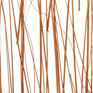 panneau décoratif en résine / pour cloison / translucide / avec insert en plante naturelle