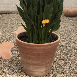 pot de fleur en terracotta