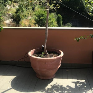 pot de jardin en terracotta