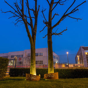 corset d'arbre en acier