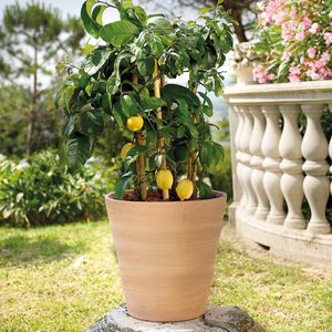 pot de jardin en terracotta