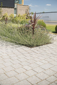 pavé en granit / carrossable
