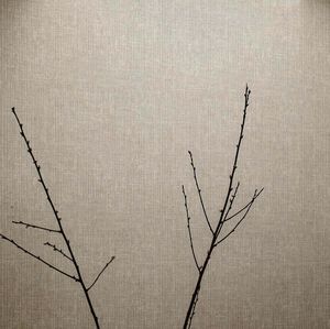 papier peint contemporain