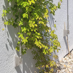 treillage pour façade 1