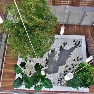 plante ornementale de grande taille