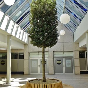 plante ornementale pour centre commercial