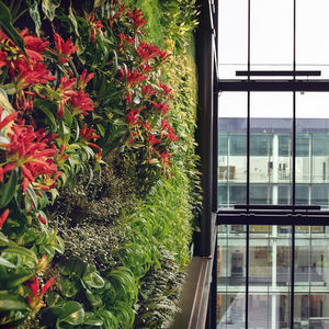 jardin vertical en végétaux vivants / naturel / d'intérieur