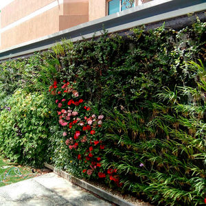 mur végétal en végétaux vivants