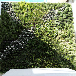mur végétal en végétaux vivants