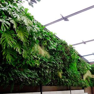 mur végétal en végétaux vivants