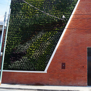 mur végétal en végétaux vivants