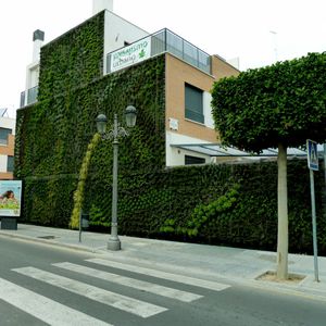 mur végétal en végétaux vivants
