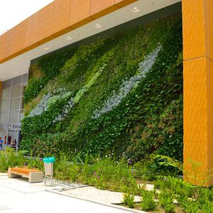 mur végétal en végétaux vivants