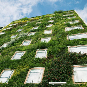 mur végétal en végétaux vivants