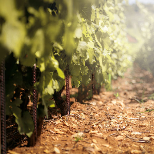 Tuteur de plantes en acier COR-TEN® - VINEYARDS PAN®-PROPS - Defim Orsogril - piquet / pour applications agricoles