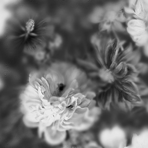 Papier peint contemporain - BLOSSOM BLACK&WHITE - Devon&Devon - à motif floral / aspect tissu / gris