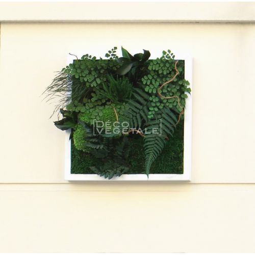 Tableau végétal stabilisé - NATURE - deco-vegetale - feuillages denses / en mousse boule / d'intérieur