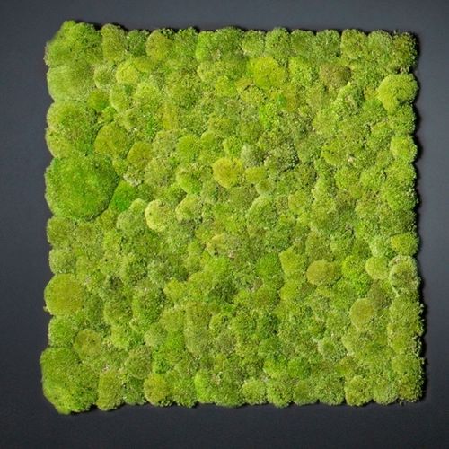 Mur végétal stabilisé - POLEMOSS - VGnewtrend - sur mesure / en panneau modulaire / naturel
