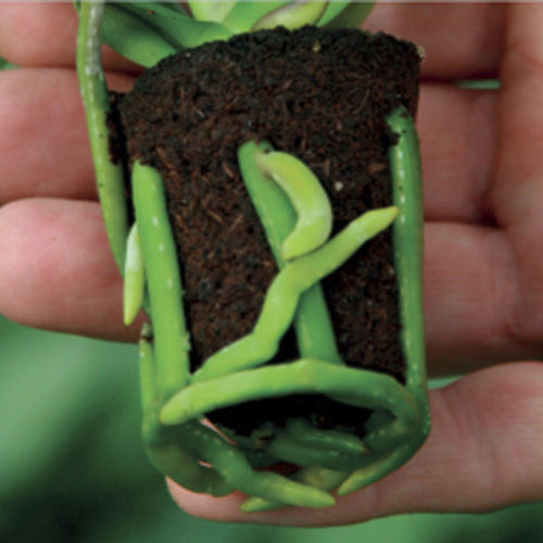 Substrat de culture tourbe - ORCHID  - JIFFY - bouchon / compact