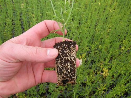 Substrat de culture fibre de coco - PREFORMA - JIFFY - bouchon